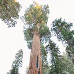 Sequoia National Park