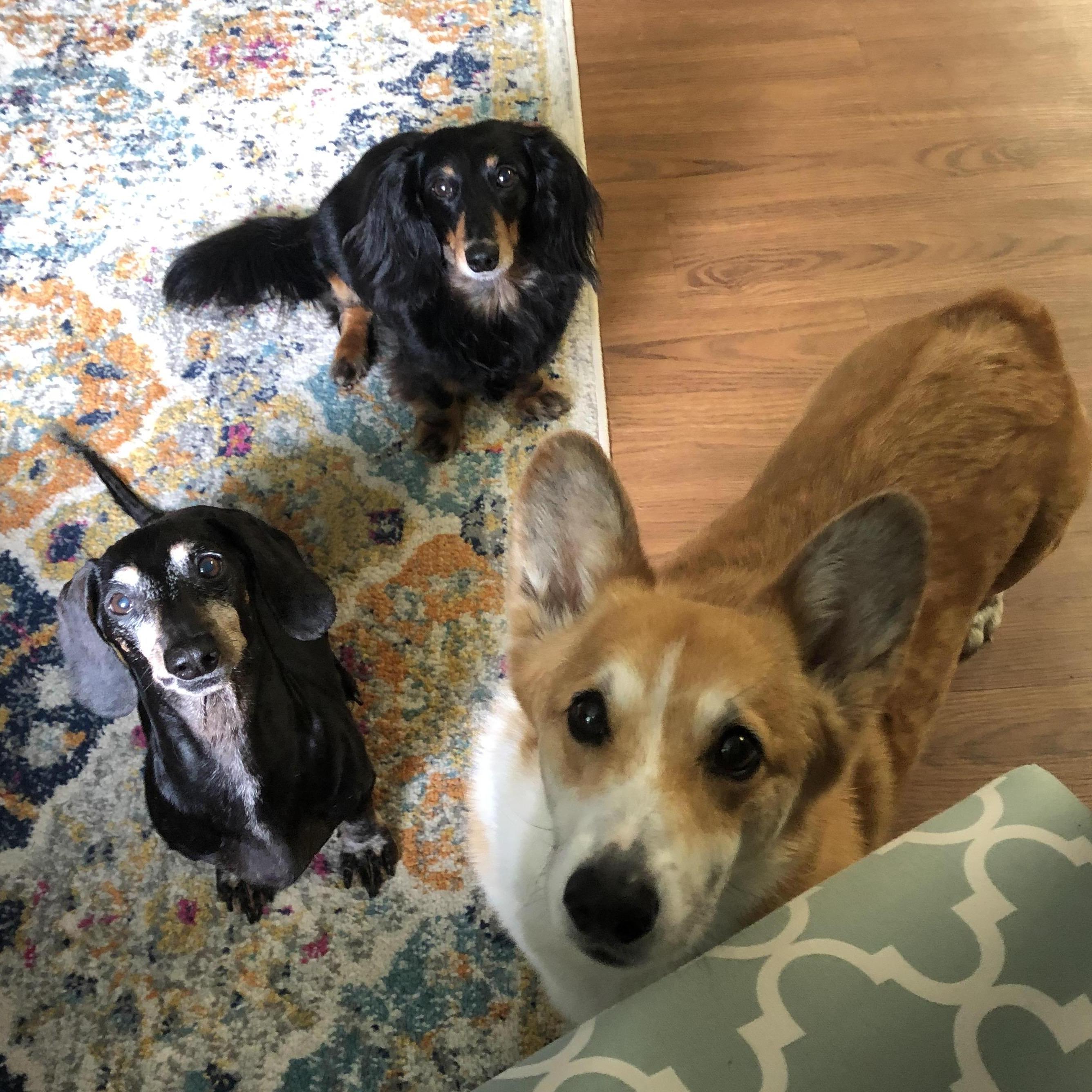 The Lowriders. Clockwise from left - Bo, CoCo, and Coby.