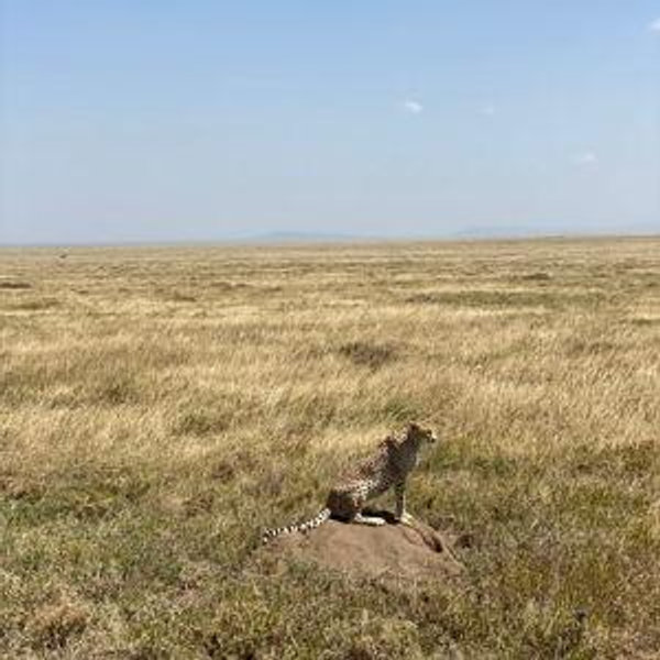 Safari en Serengeti