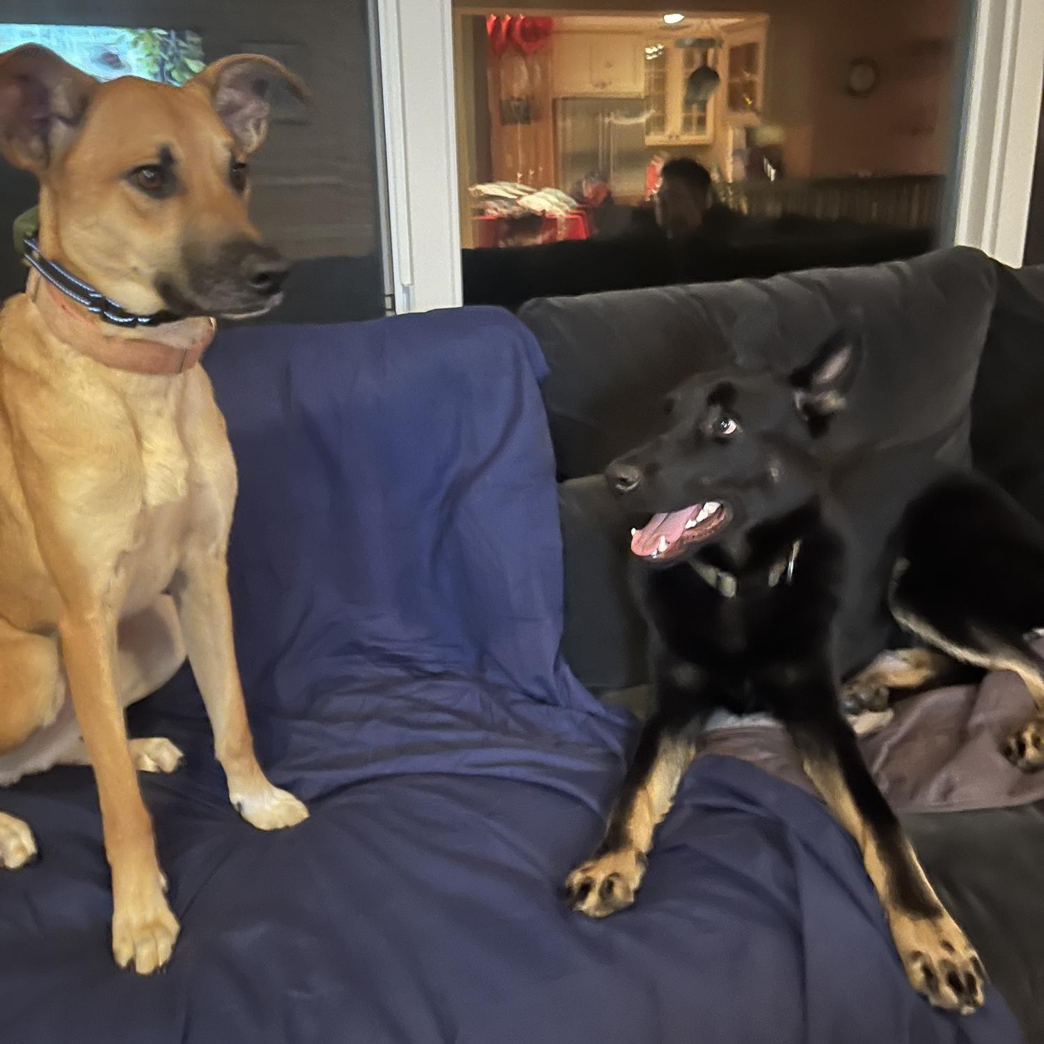 Heineken sure has a lot of energy to always play with his sister. Stella on the other hand does not look so thrilled 💁‍♀️