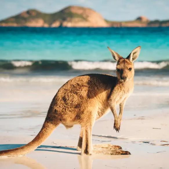 Honeymoon Fund 🇦🇺