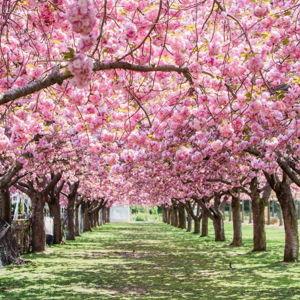 Brooklyn Botanic Garden membership