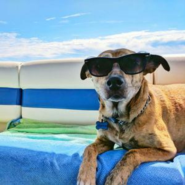 🐾 Kona’s Vacation Fund