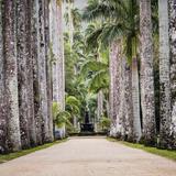 Jardim Botânico - Botanical Garden