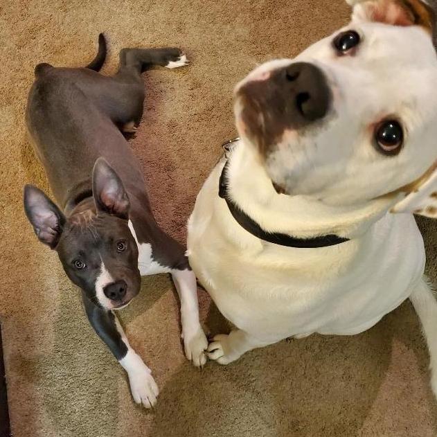 The day that we got sweet baby Nala. <3