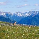 Olympic National Park
