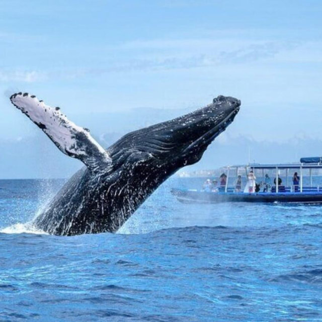 Whale Watching Tour in Maui