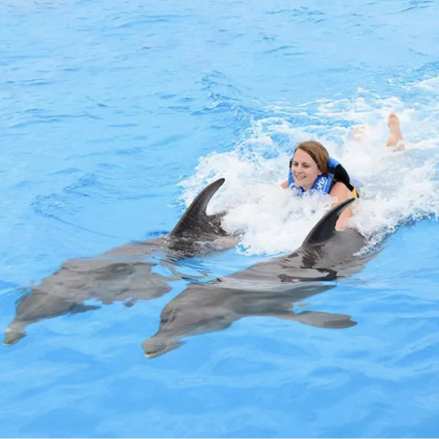 Honeymoon: Swimming with dolphins