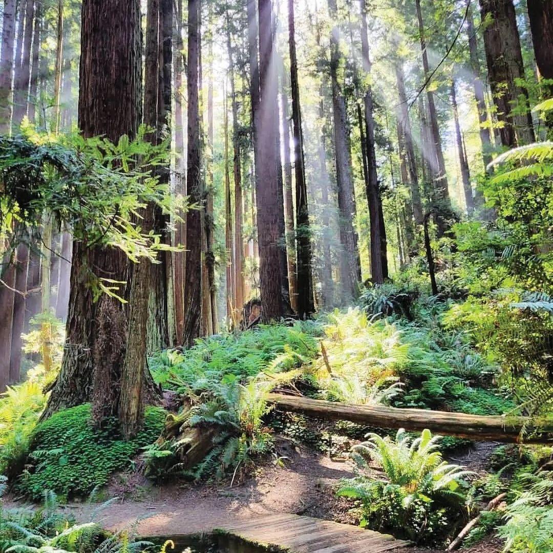 Arcata Community Forest