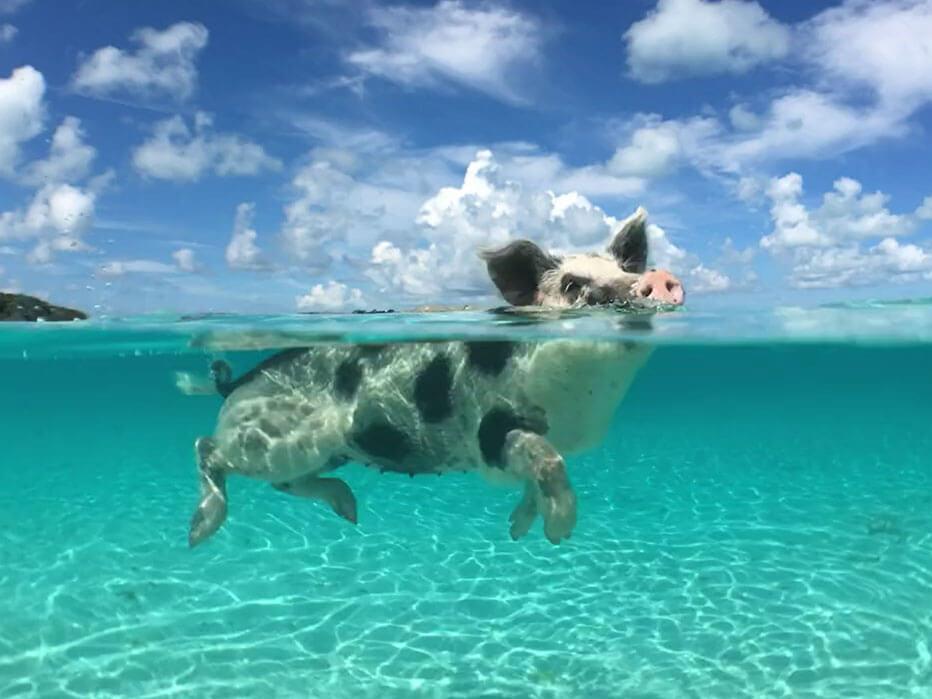 Swimming with the pigs on our Honeymoon!