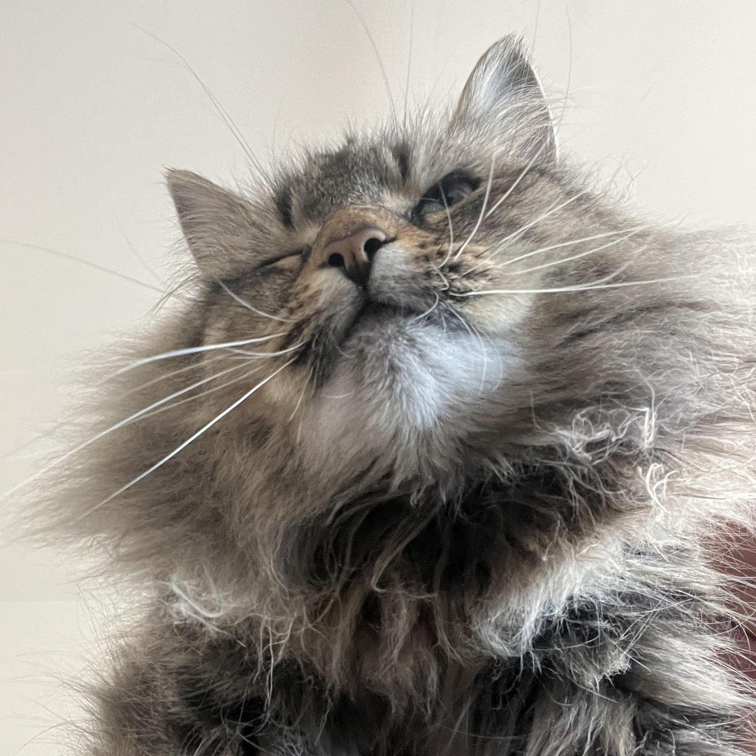 our cat soap