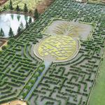 Dole Plantation
