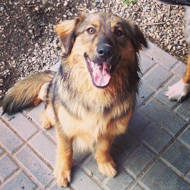 Our fur baby, Ruger.