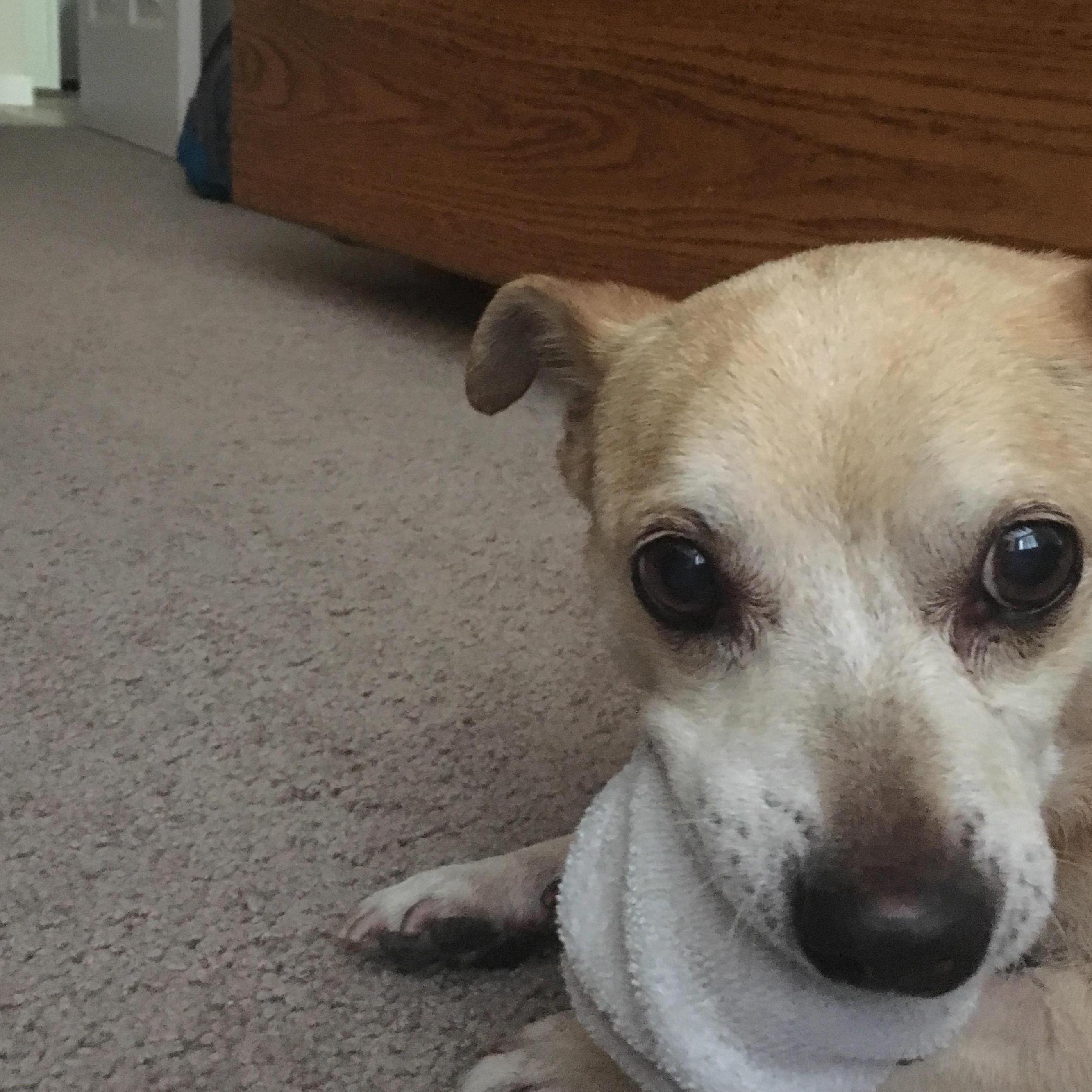 Peanut stole Erin's socks!!!