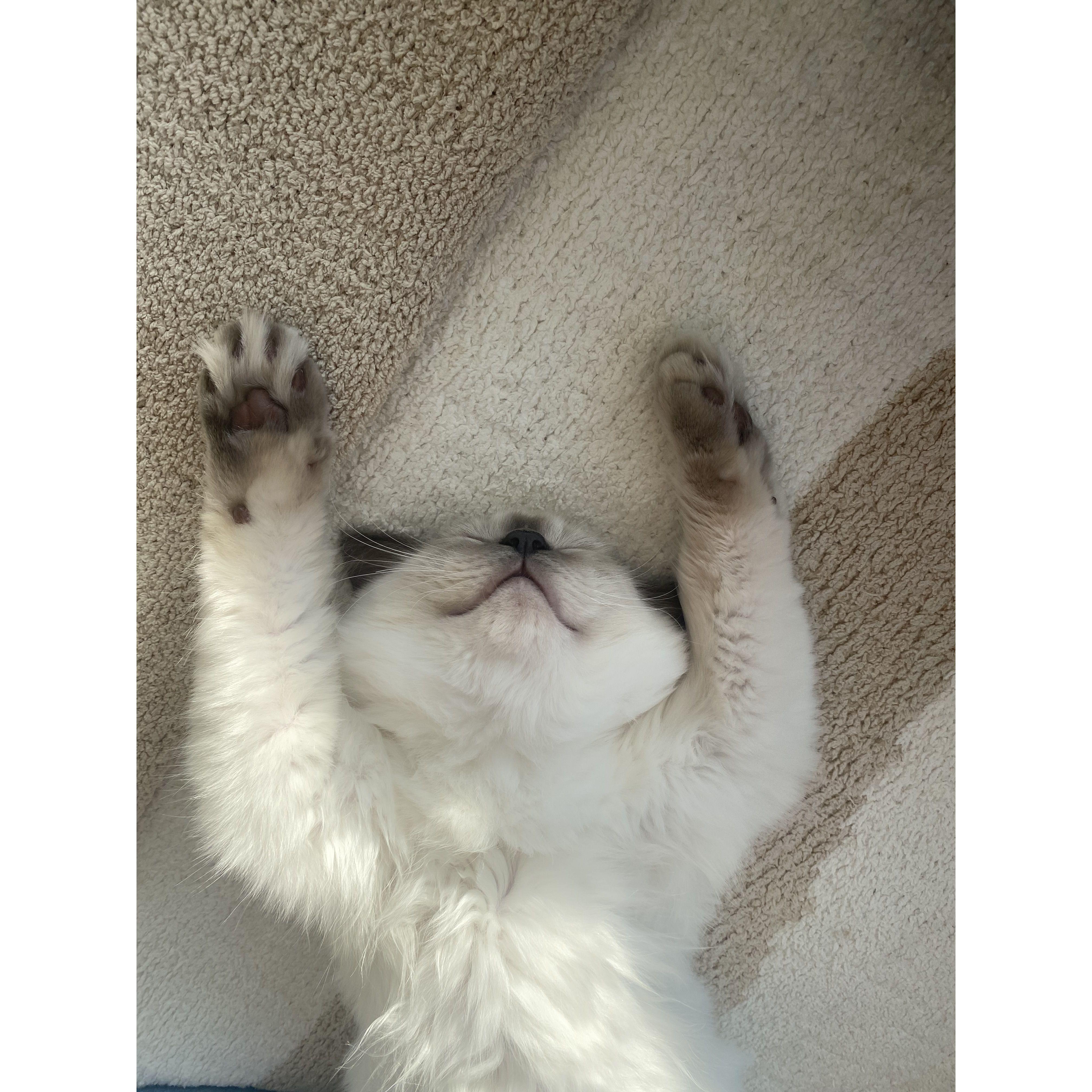 Shaq, enjoying his sleep.