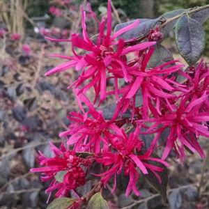 Loropetalum Chinense Ruby Fringe Flower