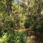 Cajun Encounters Swamp Tours