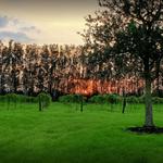 Summer Crush Vineyard & Winery