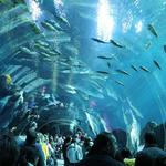 Georgia Aquarium