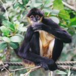* A la Carte * Monkey River Tour