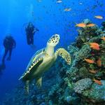 Dive in Cozumel