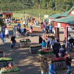 Carter Mountain Orchard and County Store