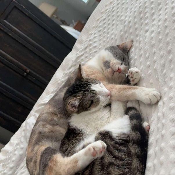 Our cats, Nala and Stella cuddling :)