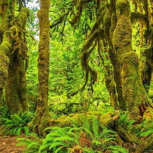 Weekend trip to Olympic National Park