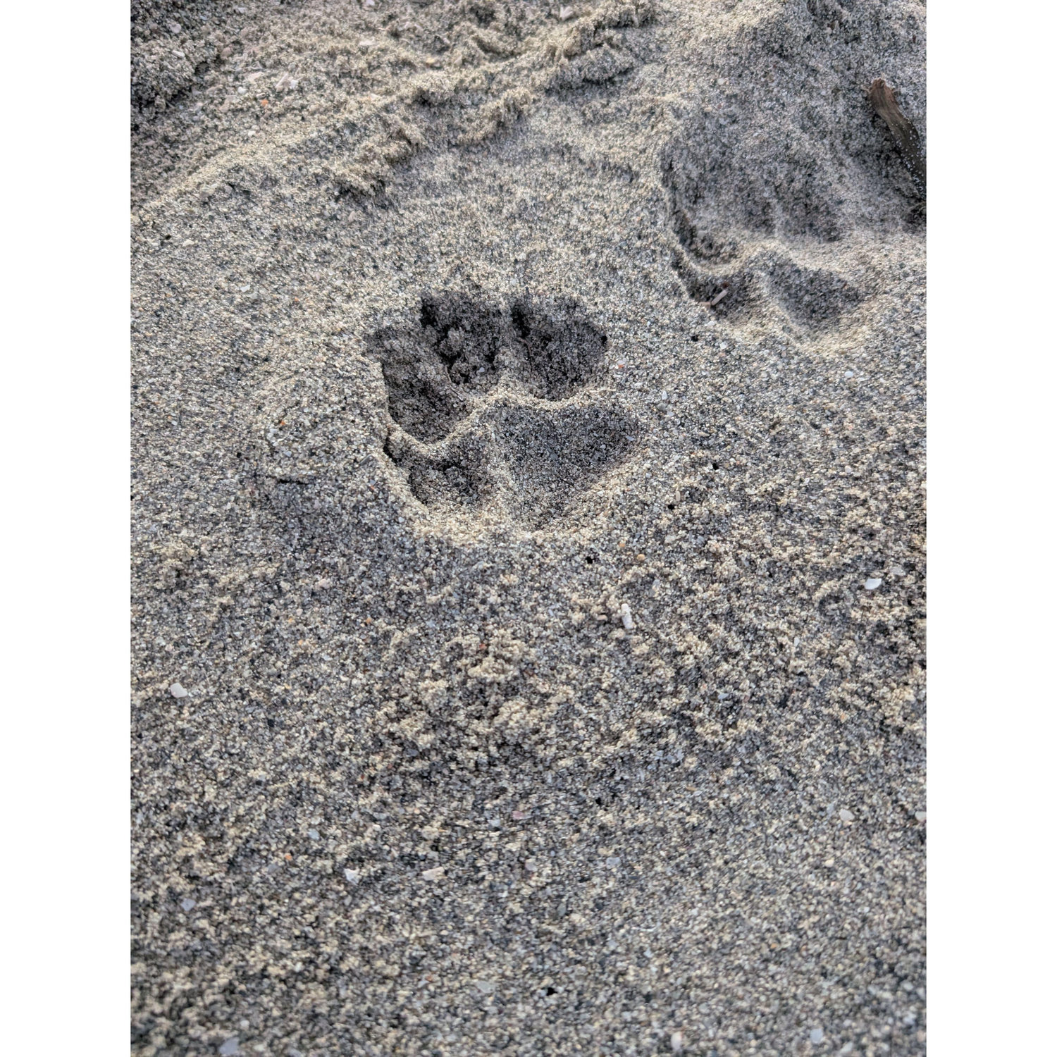 of course, I saw some paw prints (we don't own a dog, we have two cats) and had to take a picture of them. took this picture right before he proposed.