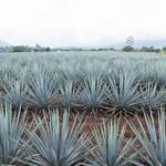 Tequila