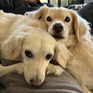 Honeymoon Dog Sitter