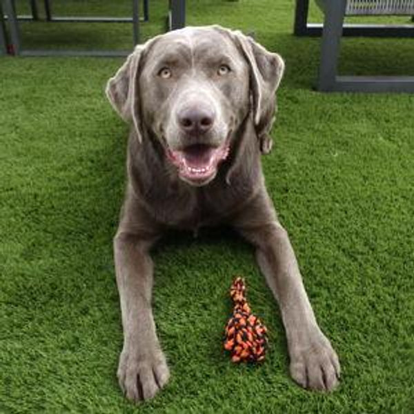 Otis Toy Fund