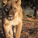Out of Africa Wildlife Park