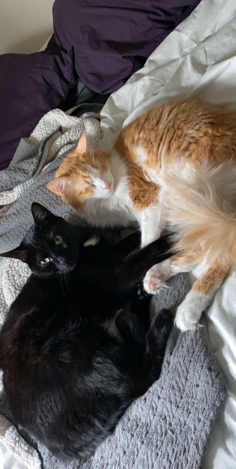 Our fur babies : Stella and Hobbes!