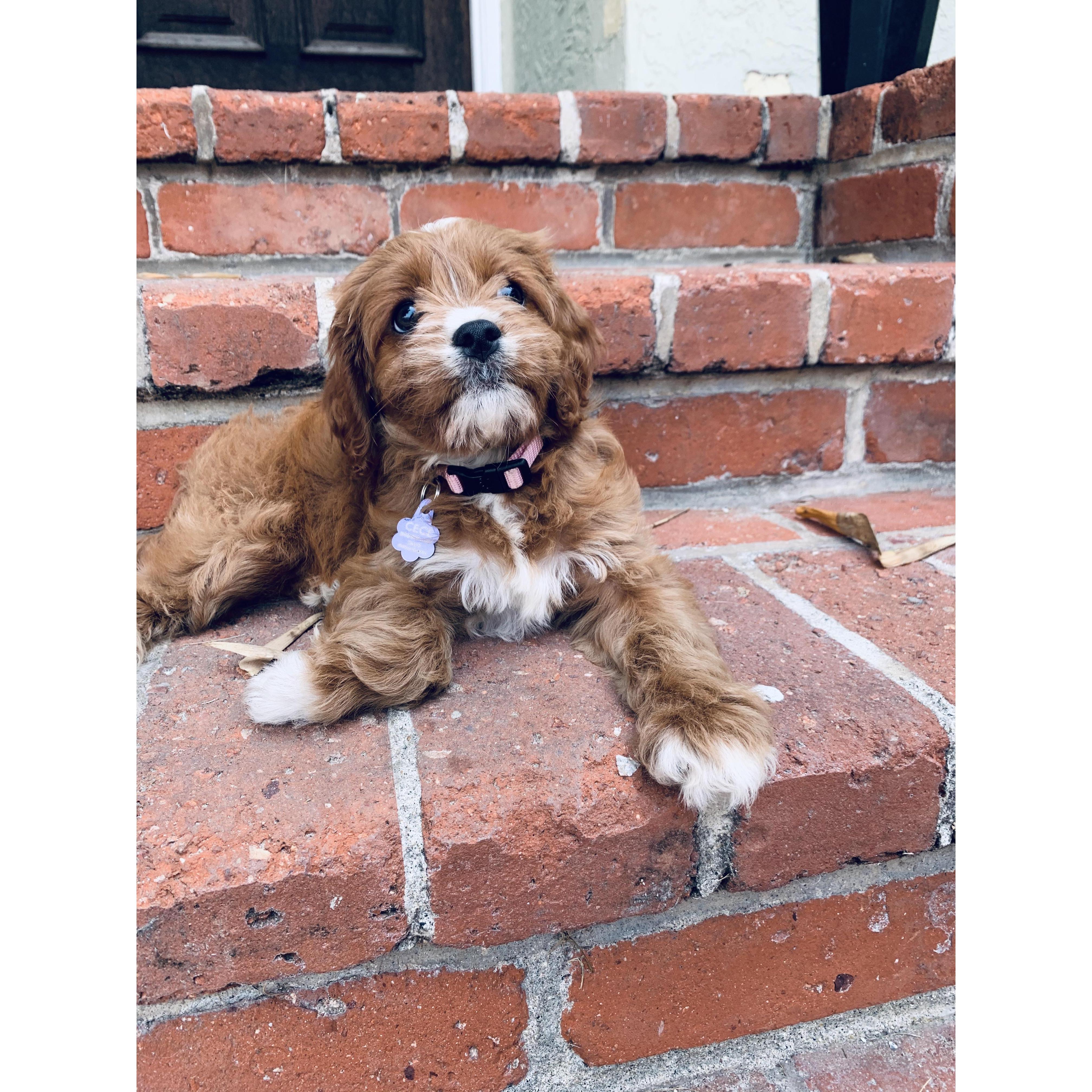 Baby Gracie