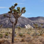 Joshua Tree