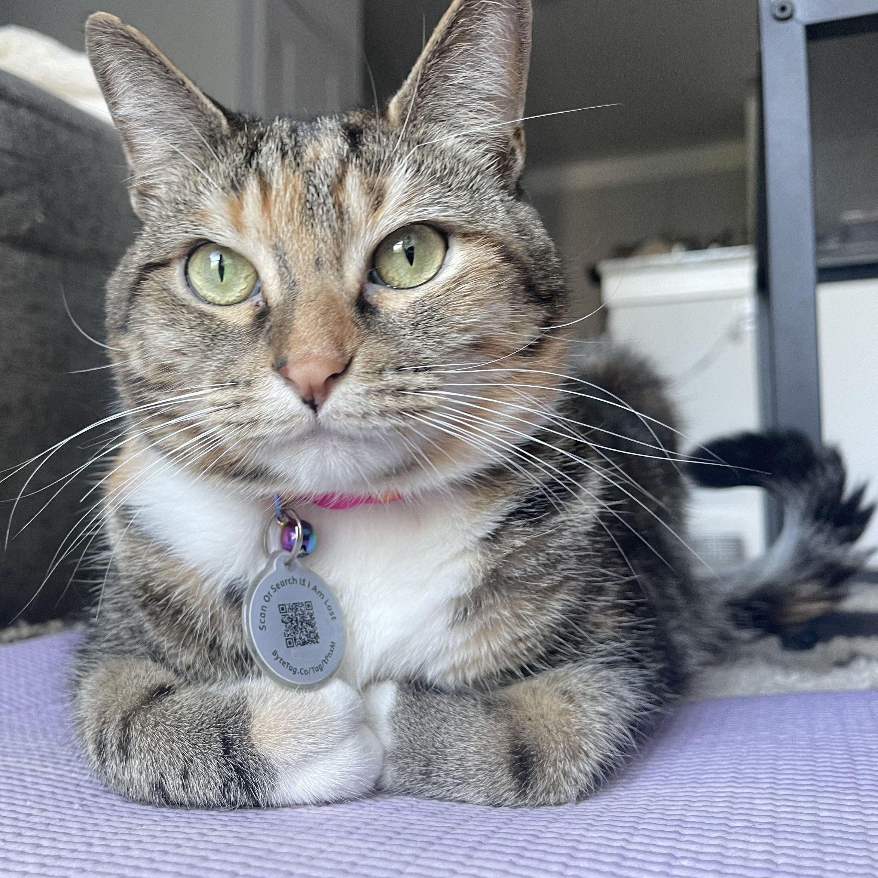 our second furbaby - Aria
