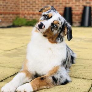 Our Future Puppy