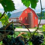 Rock Bridge Vineyard