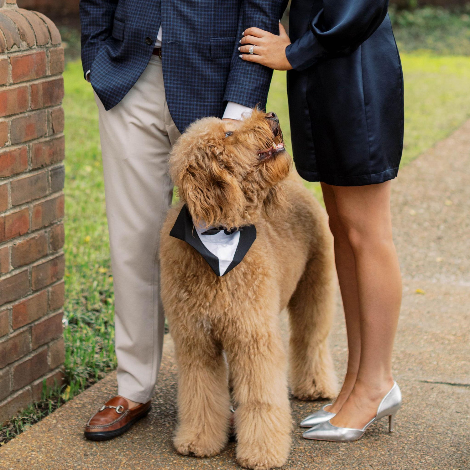 John blames me for Teddy being glued to me as I was the one who held him while John drove us home the day we got him. Woops!
We got him after a year of dating...Teddy was the indicator a ring was in the future.