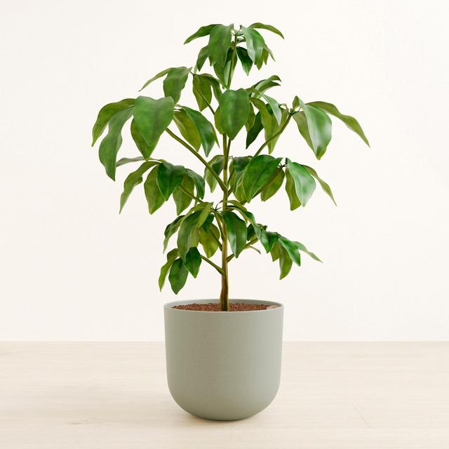 easyplant Schefflera Amate