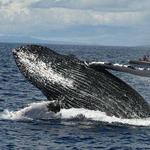 Cape Ann Whale Watch