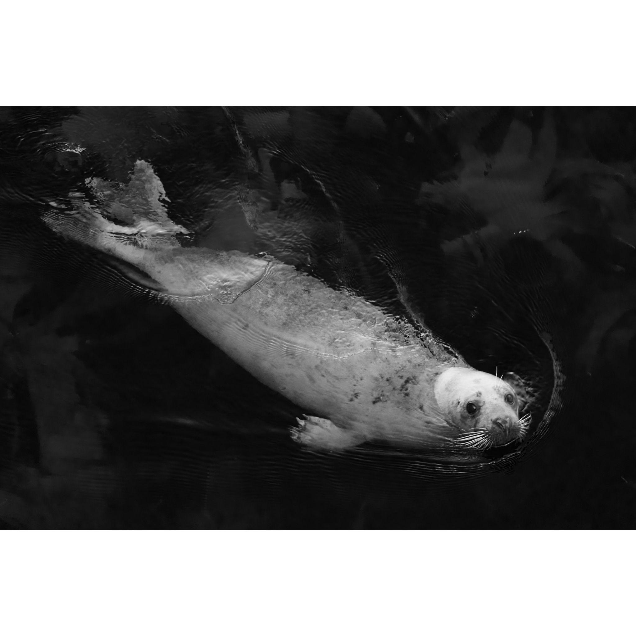 Plenty of selkies call Fair Isle home. Keep your eyes peeled for Orca (call us if you see one!)