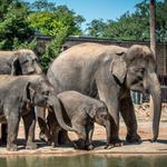 Houston Zoo