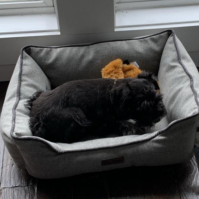 new dog bed for basil