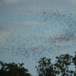 Bats in Round Rock!