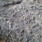 Devonian Fossil Gorge