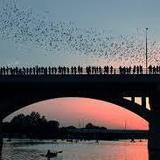 Congress Avenue Bridge