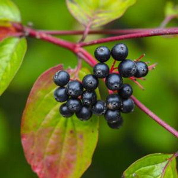Nannyberry Viburnum Shrub - Mehrabyan Nursery