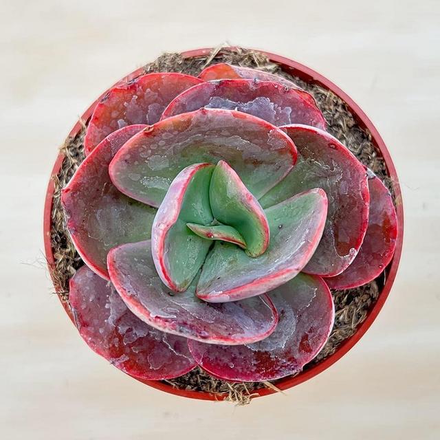 Live Succulent 4" Echeveria Big Red, Rare Succulents Plants Fully Rooted in 4 inch Pots with Soil, House Plant for Home Office Decoration, Wedding Party Favor Gift